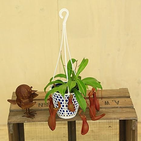 Amazon 観葉植物 食虫植物 ウツボカズラ ネペンシス ネペンテス ｓサイズ 観葉植物 オンライン通販