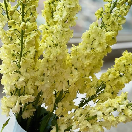 semillas de delphinium, semillas cortadas Consolida ajacis, jardín para lugares soleadossilvestres invernaderos balcón aptas para las abejas cobertura 550pcs