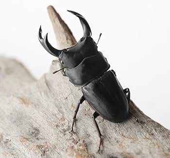 【野外品】滋賀県オオクワガタWD特大サイズ 野外品】滋賀県オオクワガタWD特大サイズ 野外品】滋賀県