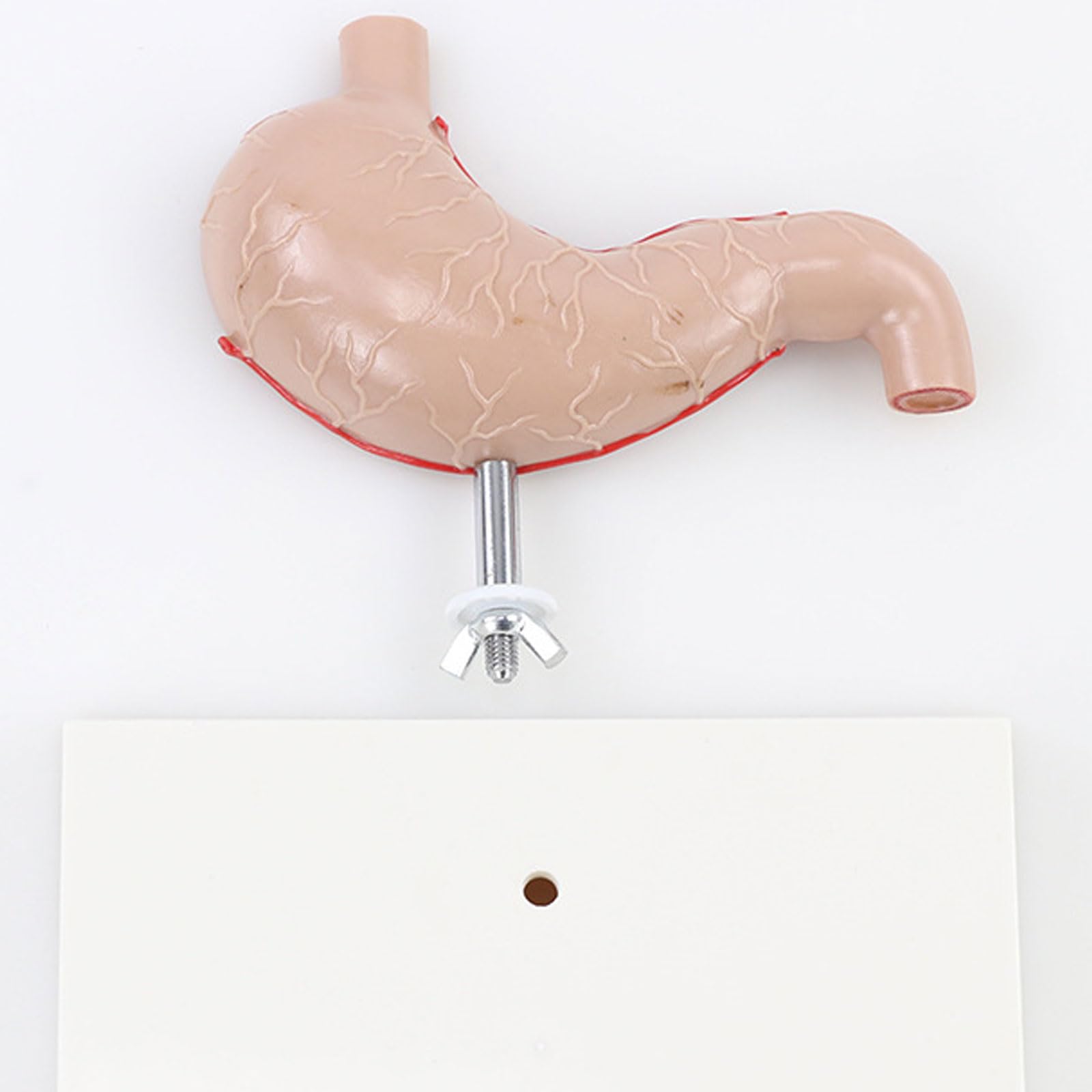 Modelo anatomía estómago tamaño Natural - Modelo anatómico órganos Humanos - Modelo estómago anatómico patológico médico - Modelo Esqueleto para Estudio, exhibición y enseñanza