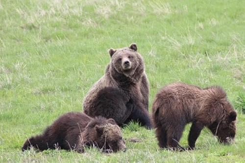 S7-E173: 3 Rules to Follow When Observing Wildlife