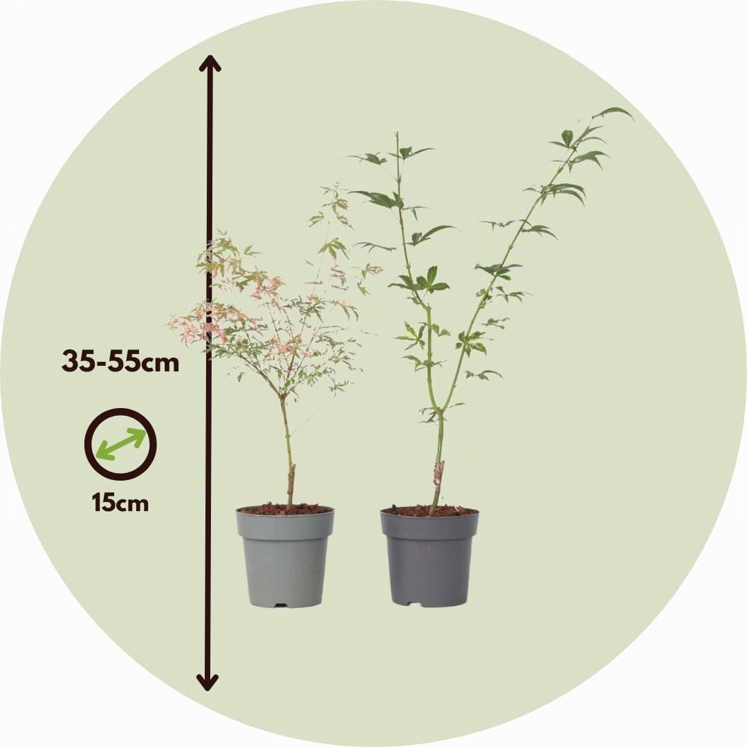 Plant in a Box - Érable du Japon - Mix de 2 - Acer palmatum 'Ukigumo', 'Taylor'' - Hauteur 35-55cm - Pot 15cm - Plante d’extérieur - Vert - Rose
