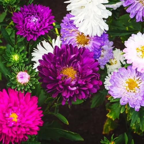 1000+ Perennial Aster Flower Seeds for Planting Outdoors-Powderpuff Mix Non-GMO Attracts Bees&Butterflies Fragrant Butterfly