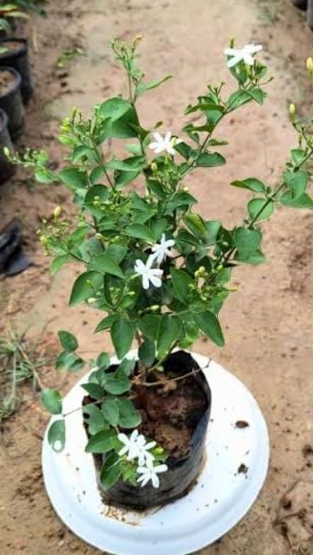 Image of Live Indoor Outdoor Flower Jasmine Plant Juhi Flower Plant Plastic Pot Pack Of 1 (JUHI FLOWER PLANT)