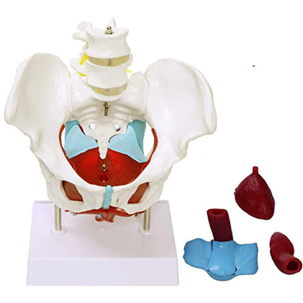 Sjdopulse Women's Anatomy Model Pelvis Life-Sized With Base Pelvic Floor Muscles And Reproductive Organs, Human Pelvis Model With Removable Organs Include Uterus, Colon And Bladder