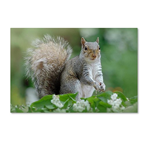 Eastern grey squirrel canvas art
