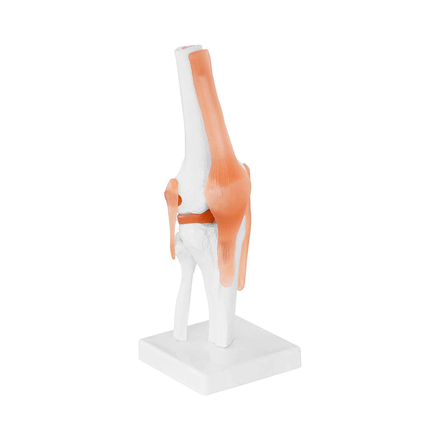 Buy Functional Knee Mode, Medical Anatomy Human 11 Life Size Flexible