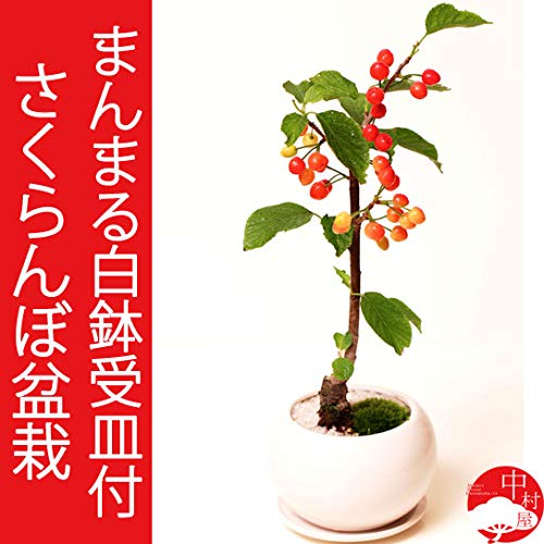 Amazon.co.jp: 【春開花】さくらんぼ盆栽 サクランボのまんまる