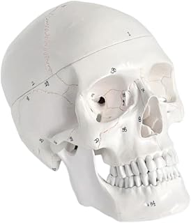 Numbered Human Skull Model, Life Size 3-Part Anatomical Model with Removable Skull Cap and Articulated Mandible for Medical Student Human Anatomy Study Course