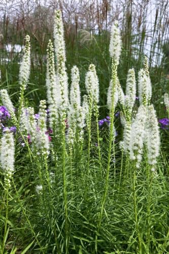Liatris spicata 'Floristan Weiß' 9x9 cm Topf – Winterhart, Mehrjährig, Pflegeleicht – Prachtscharte – Staude für Beet & Garten