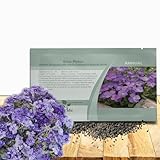 Outsidepride Blue Phlox Seeds - 1000 Pcs Annual, Compact & Self-Seeding Flower Seeds for Planting Vibrant Bright Blue Blooms in Pollinator Gardens, Borders, Containers & Floral Arrangements