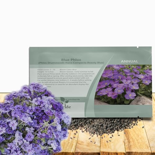 Outsidepride Blue Phlox Seeds - 2000 Pcs Annual, Compact &