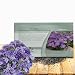 Outsidepride Phlox Blue - 1000 Seeds