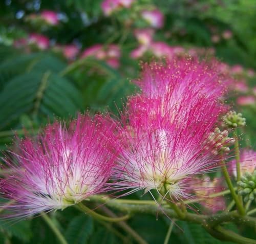 2 Mimosa Trees - (Pink Persian Silk Trees) - 10-18' Tall Live Plants - Seedlings - Albizia julibrissin