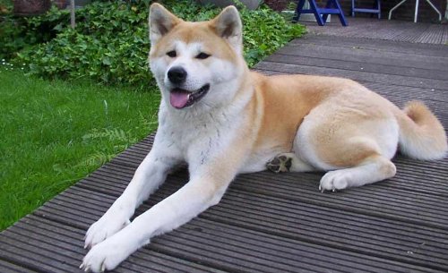 akita amazon