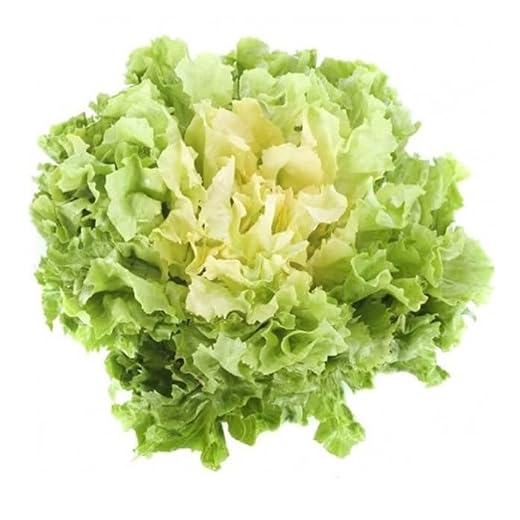 Semi INDIVIA SCAROLA BIONDA RICCIA In Busta Ermetica MADE IN ITALY Qualità superiore con 95% di germogliazione con istruzioni