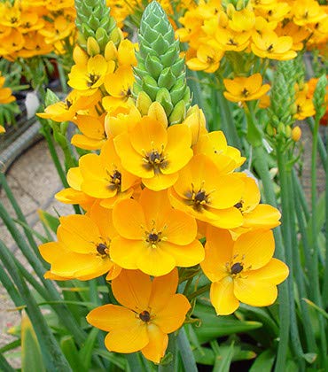 Meadows |Imported Ornithogalum flower bulb/Star of Bethlehem/Wonder flower (not seed) | outdoor/indoor gardening flower plant | Yellow colour | Pack of 2 pcs (B07VLNB4FL) Amazon Price History, Amazon Price Tracker
