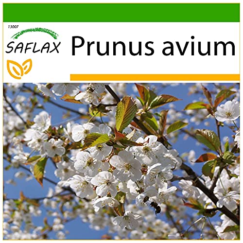 SAFLAX - Cerezo silvestre - 10 semillas - Con sustrato estéril para cultivo - Prunus avium