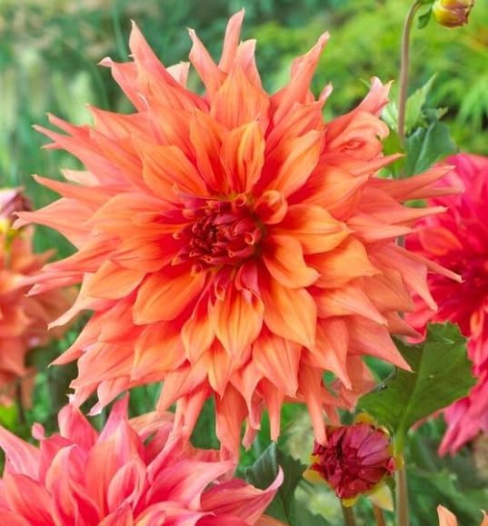 3 Dahlia Dinnerplate Belle of Bamera Tubers for Planting (3 Large Tubers)