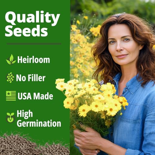 Image of HOME GROWN Cosmos 'Dwarf Lemon' Seeds - 300 Dwarf Cosmos Flower Seeds for Planting, Compact Yellow Blooms, Heat Tolerant Annual for Outdoor Gardens (.2g) - Cosmos sulphureus 'Dwarf Lemon'