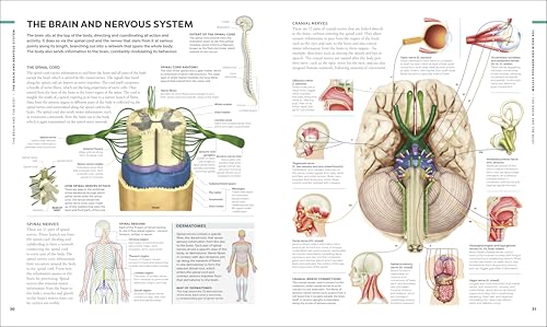 Image of The Brain Book: A Visual Guide to Structure and Function (DK Human Body Guides)