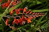 10 RED LUCIFER CROCOSMIA Crocosmia Masoniorum Flower Seeds