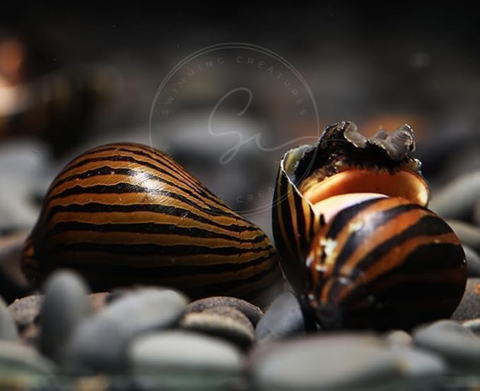 Image of Swimming Creatures Freshwater Aquarium Shrimp - A Perfect Combo to Brighten Your Aquarium! (20 Mixed + 3 Assorted Nerite SNAlL)