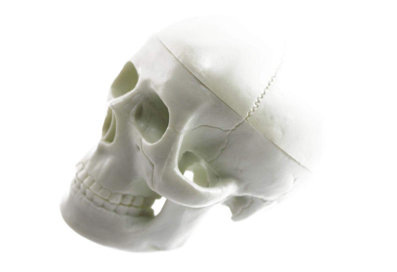 顎関節模型 カスタム商品】Ninja Anatomy - 骨格模型本体＋顎関節改造