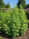 SaatPilot | Artemisia annua | 500 Samen | Einjähriger Beifuß