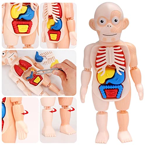 TaoYu Modello del Corpo Umano per Bambini, Set di