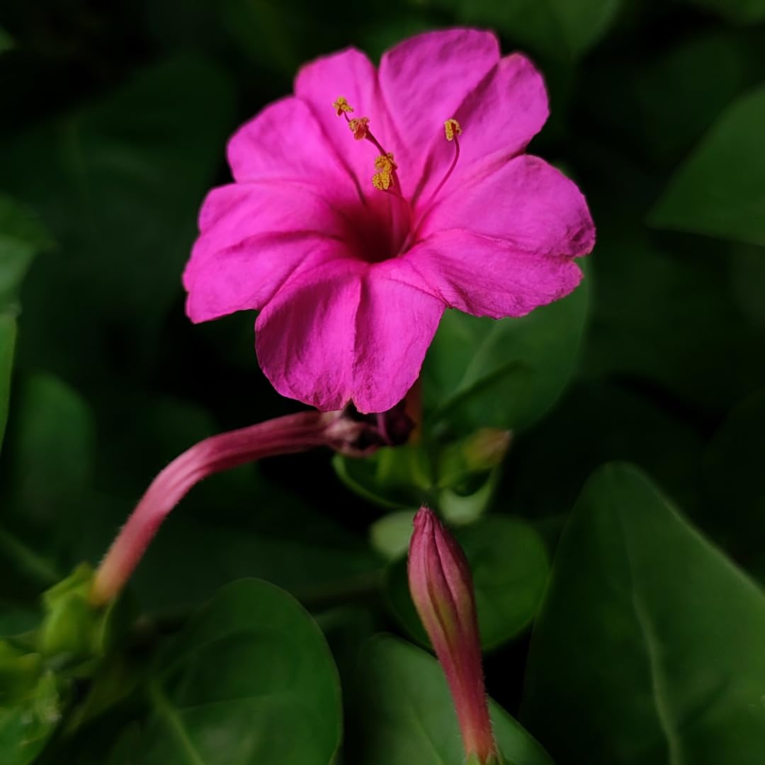 M-Tech Gardens Rare Four O' Clock 