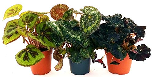 POWERS TO FLOWERS - BEGONIA REX SIZEMOREA, JUNGLE BLACK e MASONIANA, VASO 13CM piante vere