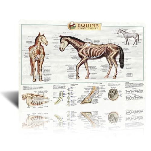The anatomical structure of horse bones Posters Horse Knowledge Farm Club School Education Kitchen Home Wall Decoration Gift 12x16in Unframed
