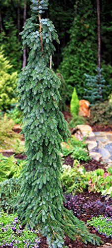 Bruns Pendula Weeping Serbian Spruce 2 - Year Live Plant #TOP18