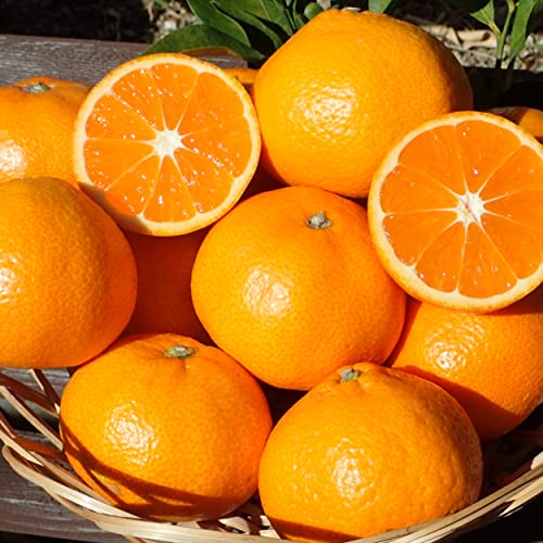 V݂̂ Q l Y _n FaC̍K≮ (ƒp 5kg)