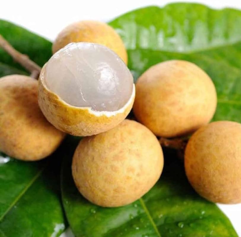 See full amazon price history chart for Longan fruit plant grafted all time, all time grafted plant for longan fruit Pack of 1 Longan fruit plant grafted all time, all time grafted plant for longan fruit Pack of 1 (B0CYC3YD6M) Amazon Price History, Amazon Price Tracker