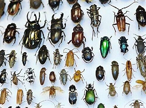 Lot of 10 Beetles Bugs Insects Wholesale Mix Entomology