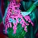 Monster High Great Scarrier Reef Down Under Ghouls Posea Reef Doll