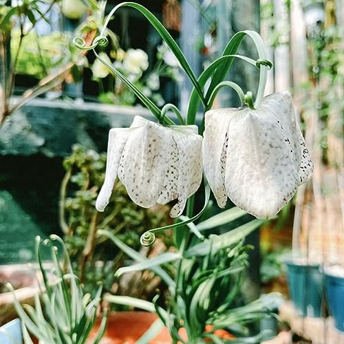 Fritillaria Imperialis Zwiebeln FRACHTFREI, für Garten, Balkon, Töpfe und Terrasse – Bild 3