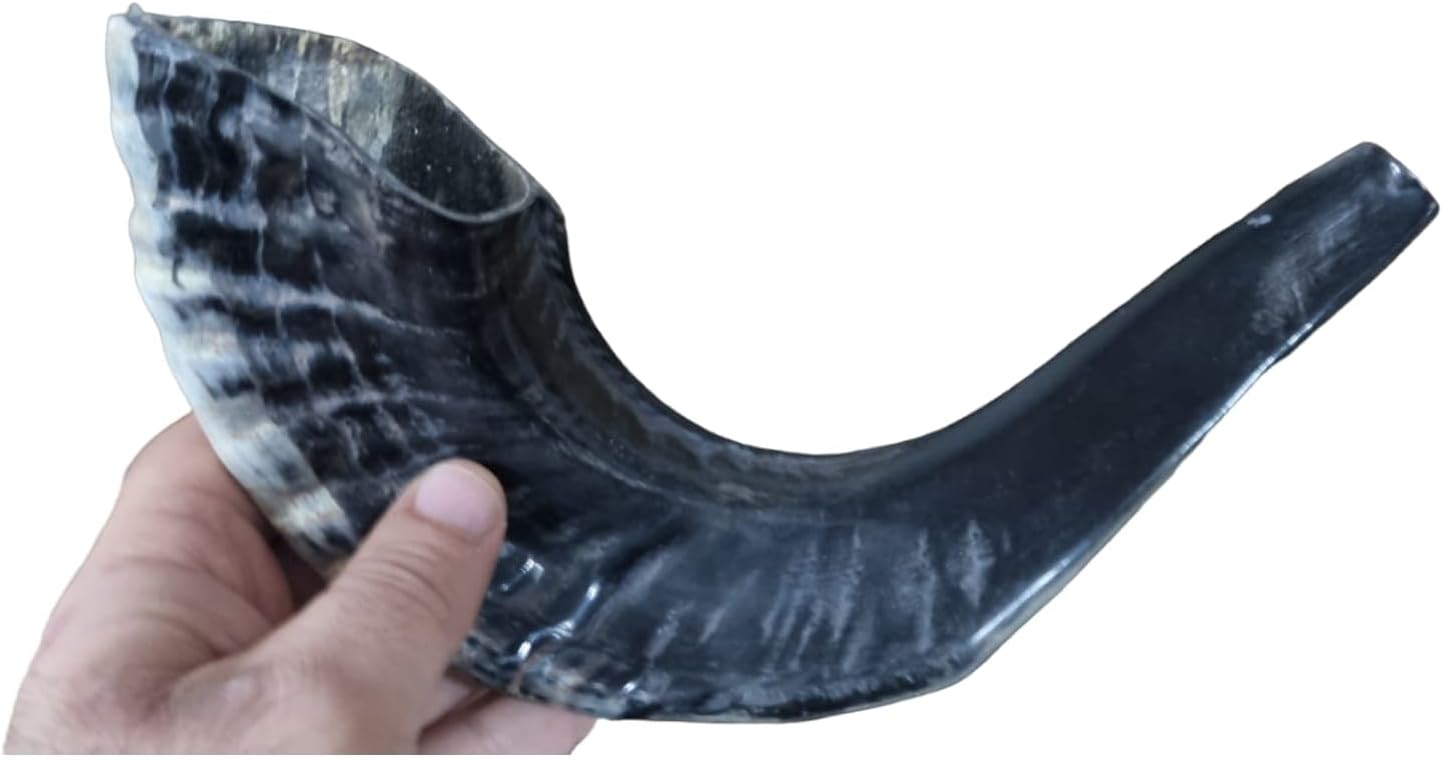 Authentic Black Ram's Ram Horn Shofar - Kosher - 12-14 Inch Curved Length - Traditional Jewish Instrument