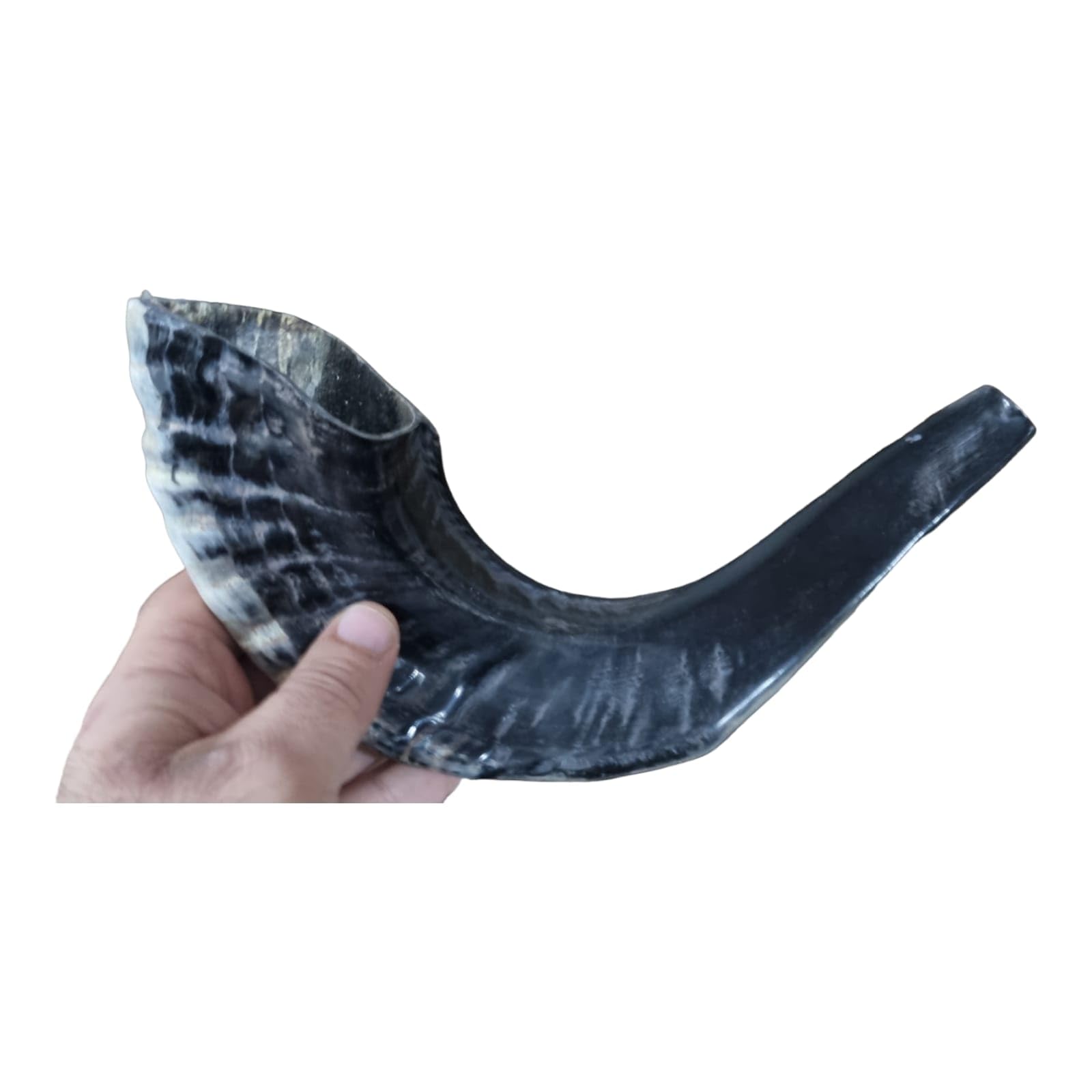 Authentic Natural Rams Ram Horn Shofar - Black & Kosher Certified Approx. 15 - Includes Odor Neutralizer product thumbnail 6