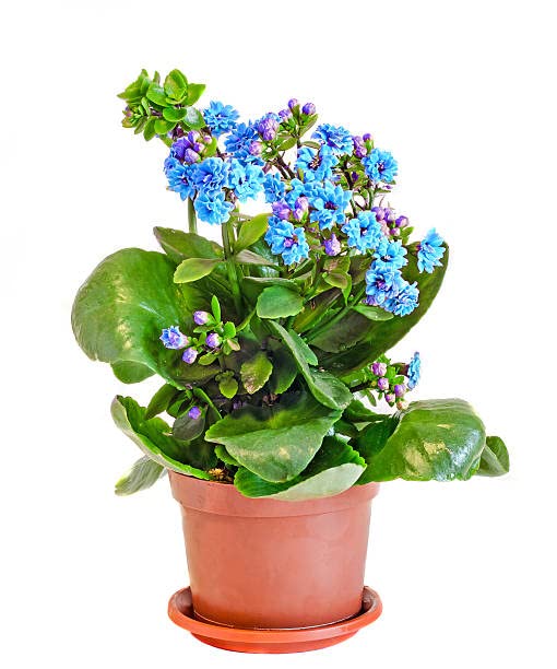 Kalanchoe Calandiva Natural Planta con Flores de Colores Ideal para dar un Toque Elegante al Hogar
