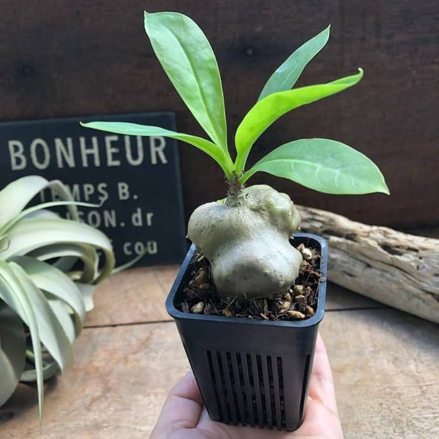 Amazon.co.jp: アリ植物 Myrmecodia sp.(large leaves, soft thorn