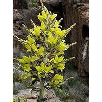 Amazon.co.jp: 【種子】Puya Alpestris◇プヤ・アルペストリス◎美しい