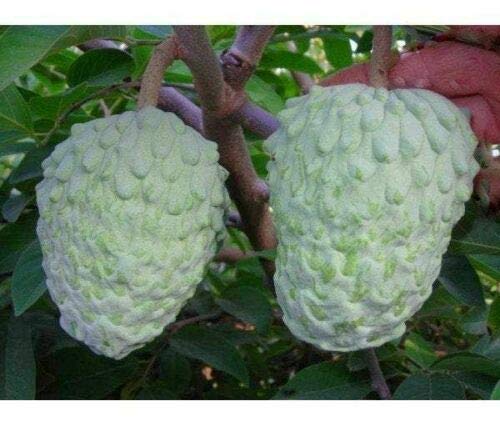 Atemoya African Pride Fruit Tree - Grafted Tree - 3 Feet Tall | Home & Garden
