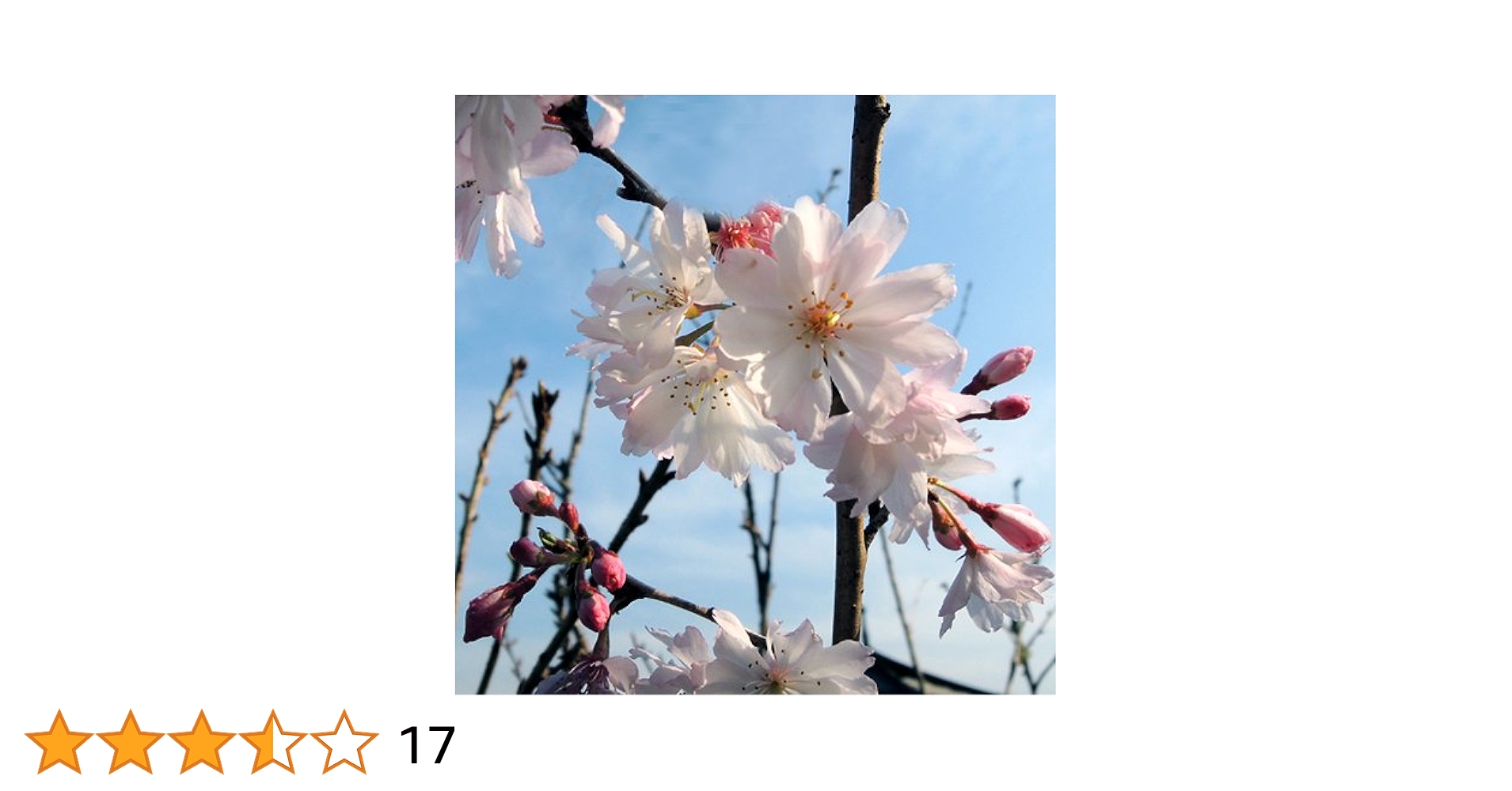 桜❀　1010 51CcOno31SL._UF350,350_QL50_.jpg