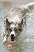 Produktbild Dog Journal/Notebook: Water Play 5.25"x8" (Canine Companions Series, Band 7)