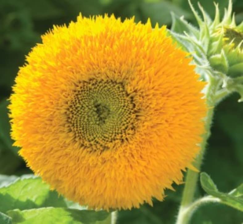 VINCA ART SUNFLOWER TEDDY BEAR PERENNIAL FLOWER SEEDS FOR SUMMER SEASON FOR HOME GARDENING (B0BXJ4WLVL) Amazon Price History, Amazon Price Tracker