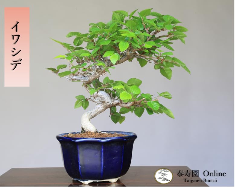 Amazon.co.jp: 『岩四手』イワシデ 小品盆栽【泰寿園 Online