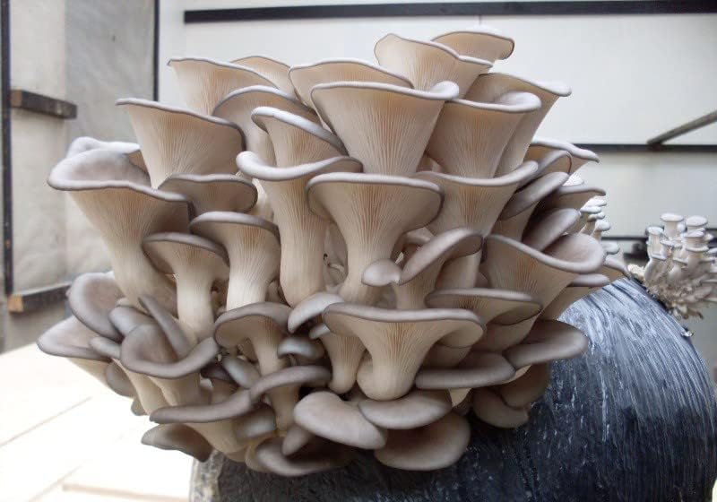 Miniatura 9 de RAISE ME UP Setas ostra esporas sin OMG Heirloom 100 semillas